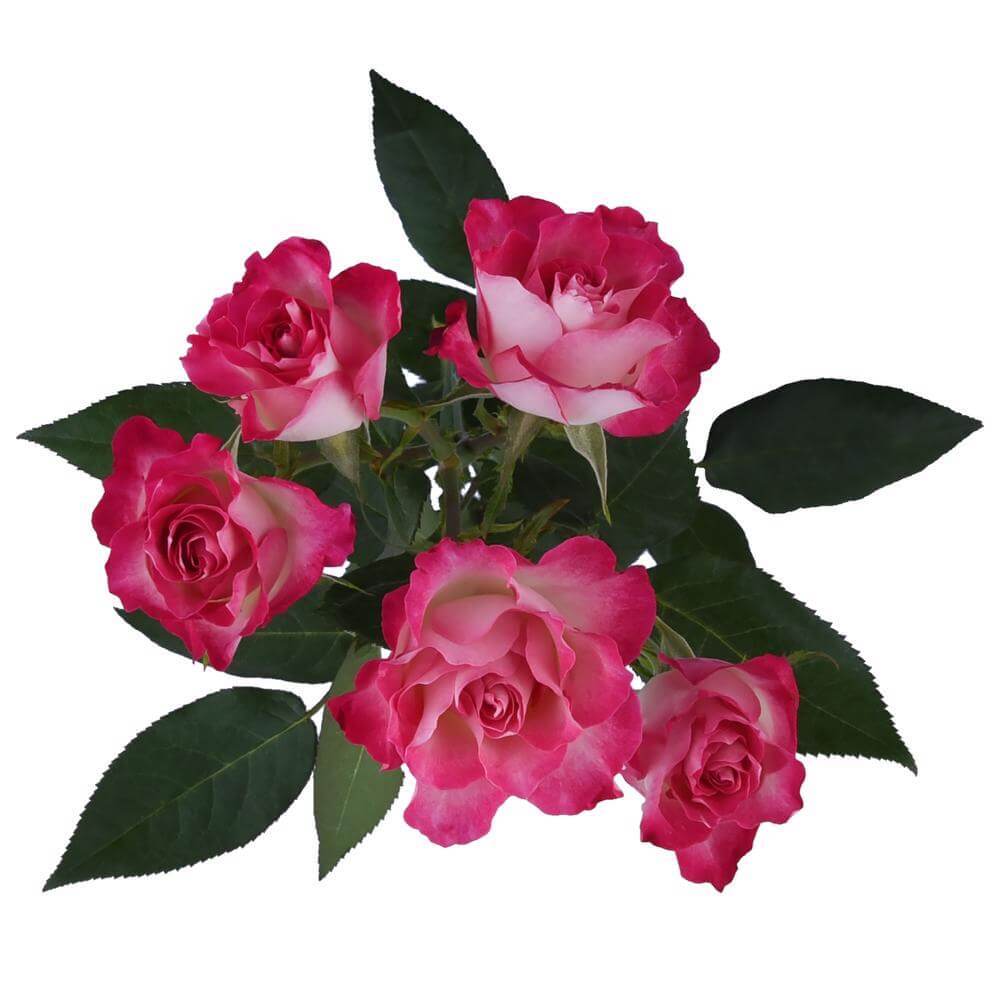 esmeralda-farms-spray-rose-milky-way-2