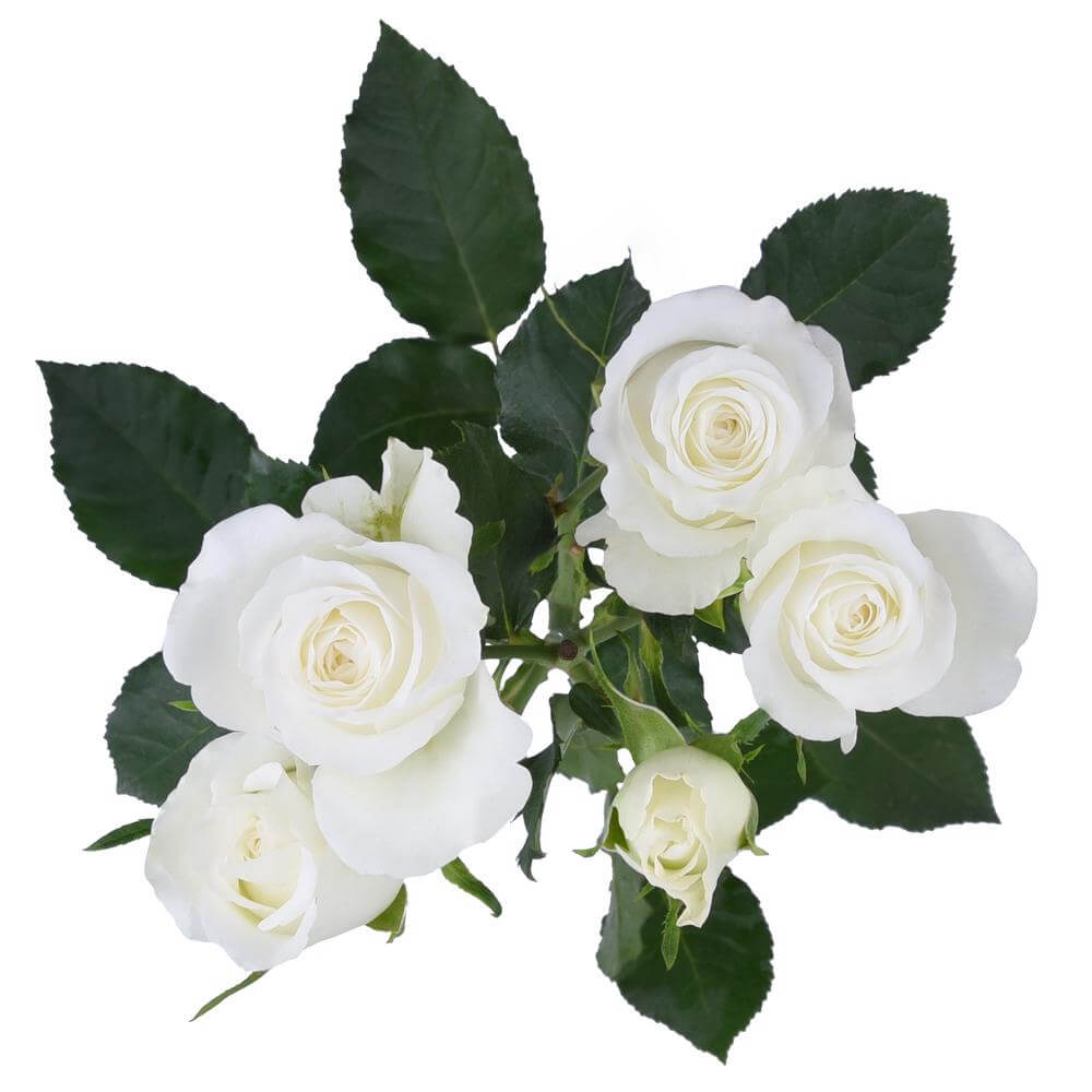 esmeralda-farms-spray-rose-shining-star-2