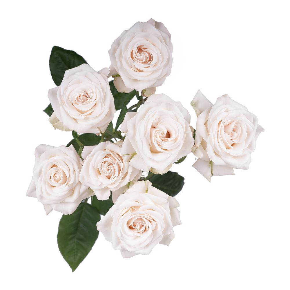 esmeralda-farms-spray-rose-brilliant-stars-volans-2