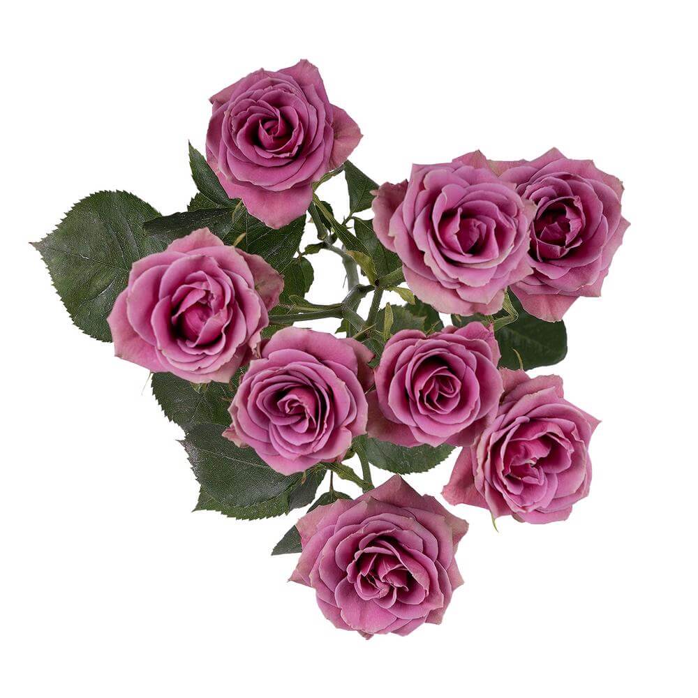 esmeralda-farms-spray-rose-brilliant-stars-cassiopeia-2