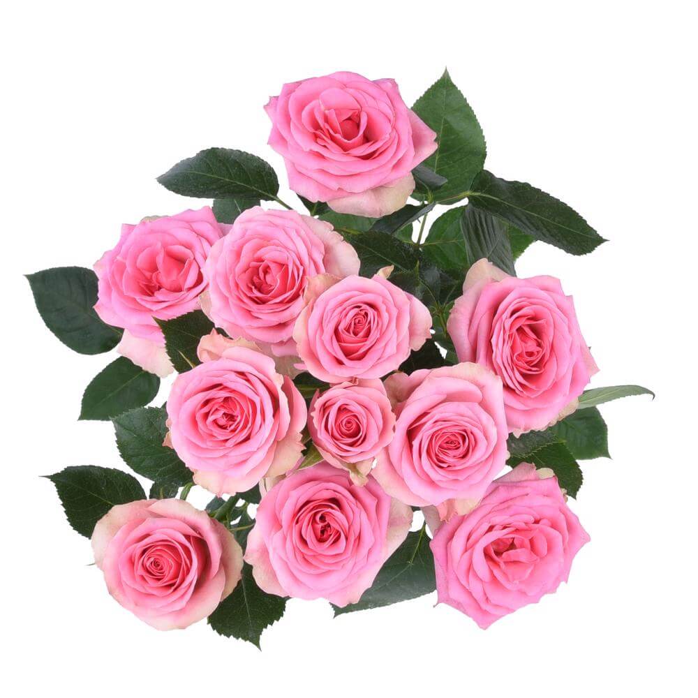 Brilliant Stars® Apricot - Spray Rose - Esmeralda Farms Wholesale Flowers