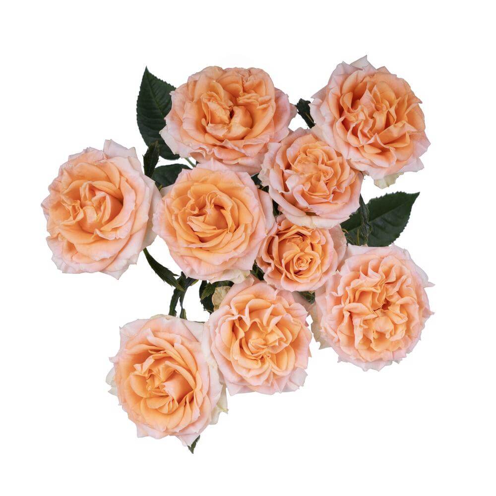 Polar Sensation - Spray Rose - Esmeralda Farms Wholesale Flowers