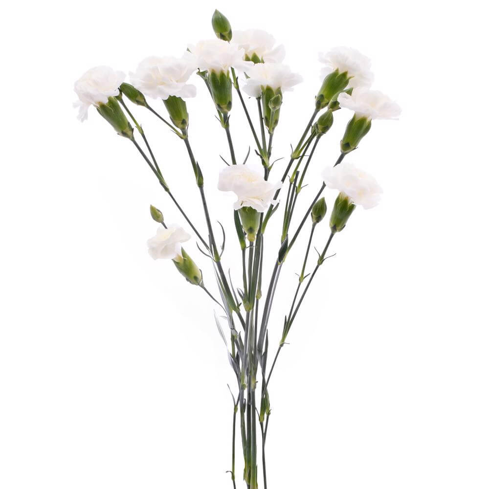 esmeralda-farms-mini-carnation-white-2