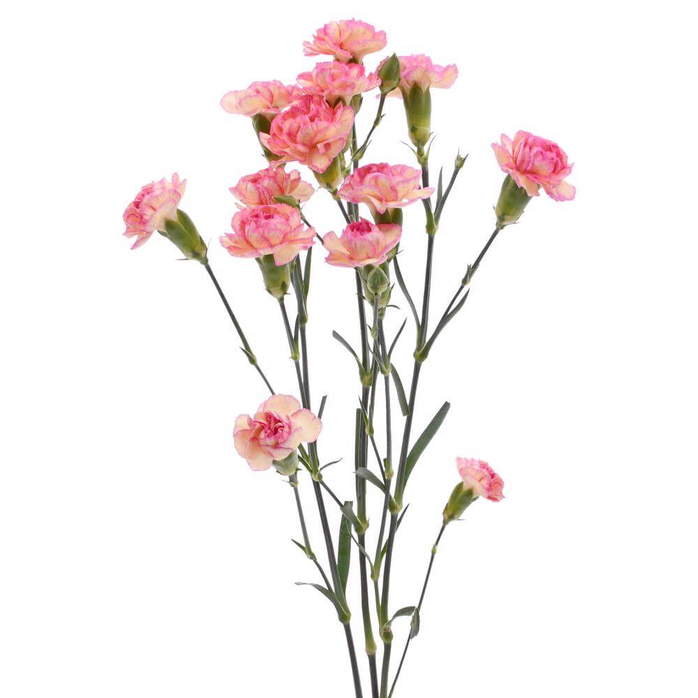 esmeralda-farms-mini-carnation-novelty-2