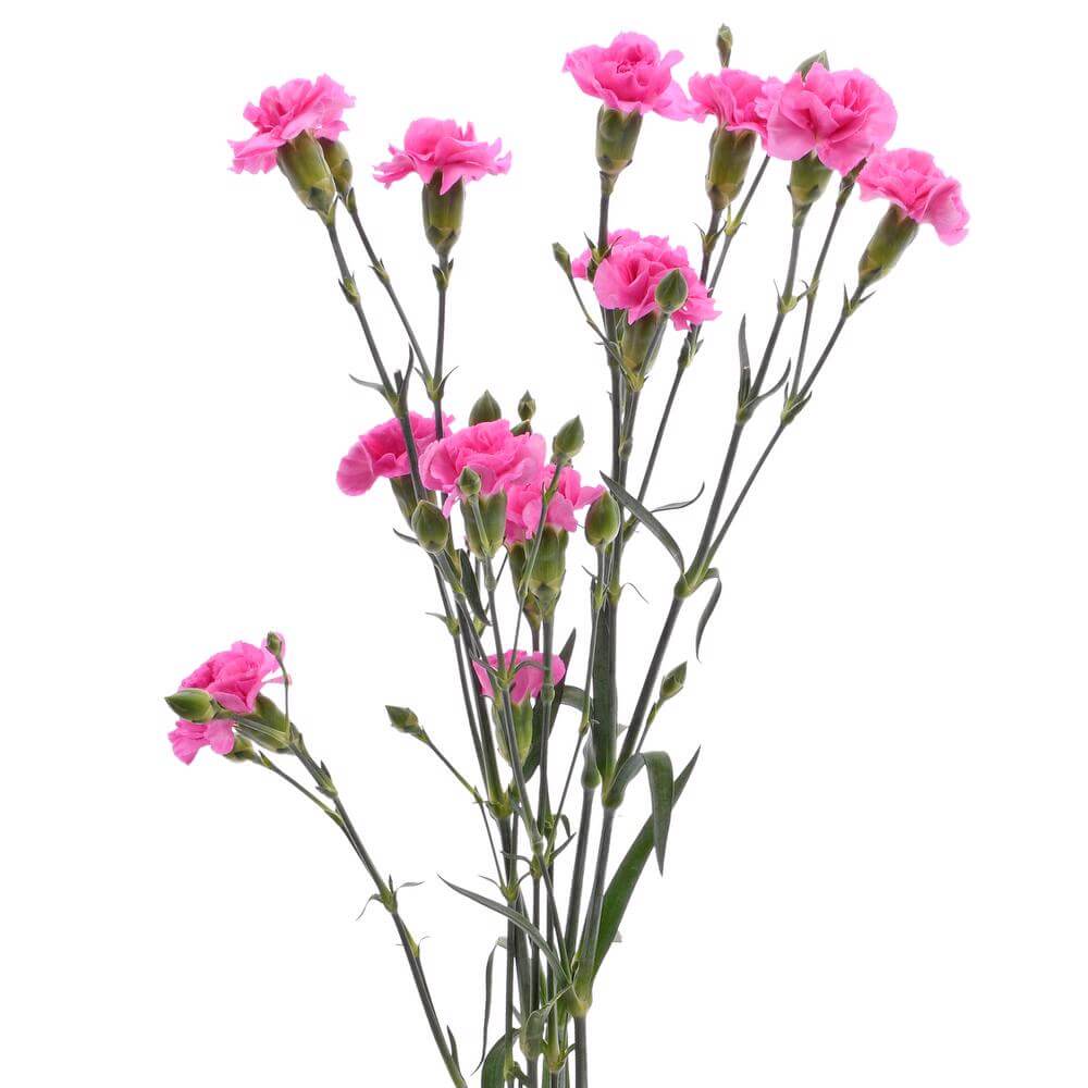 esmeralda-farms-mini-carnation-lavender-2