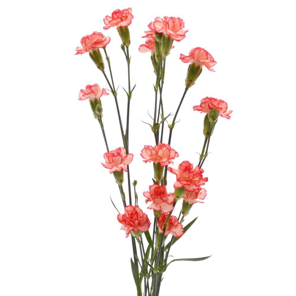 esmeralda-farms-mini-carnation-orange-2