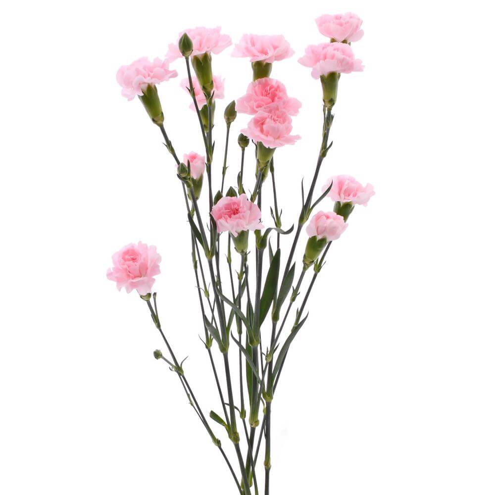 esmeralda-farms-mini-carnation-pink-2