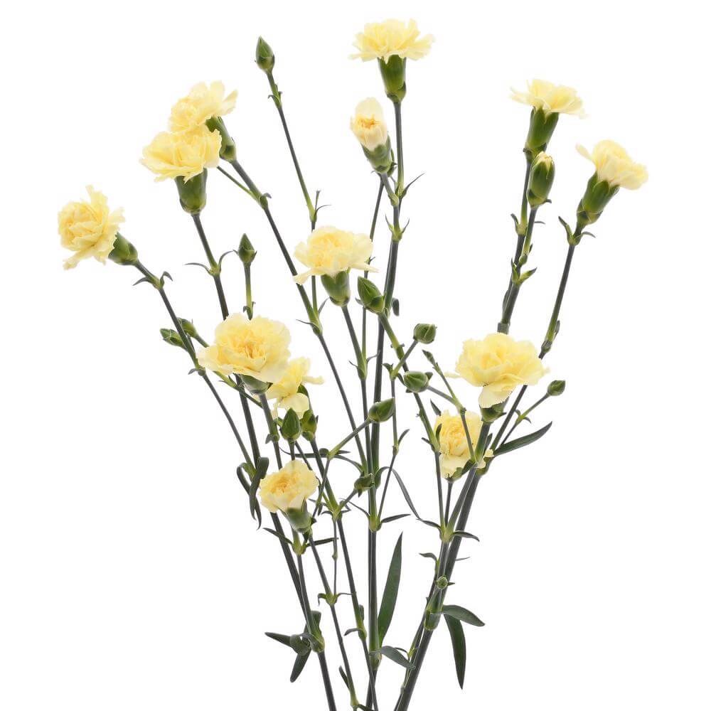 esmeralda-farms-mini-carnation-yellow-2