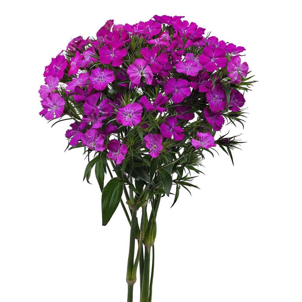 esmeralda-farms-dianthus-neon-purple-2