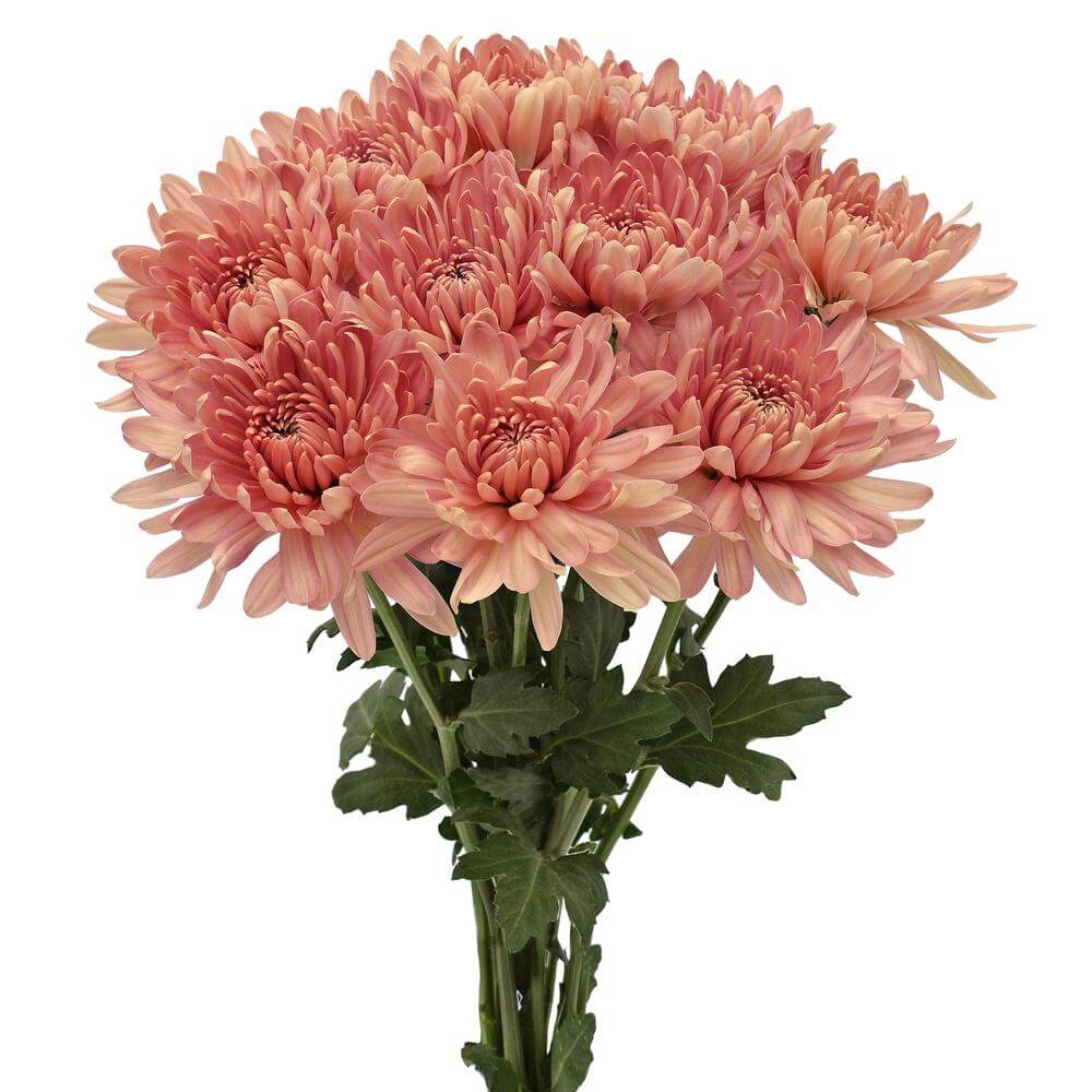 esmeralda-farms-disbud-linette-2