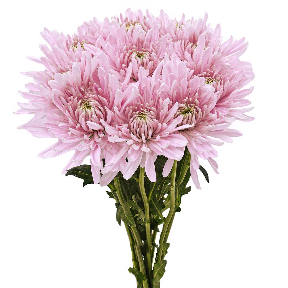 esmeralda-farms-disbud-candy-floss-2
