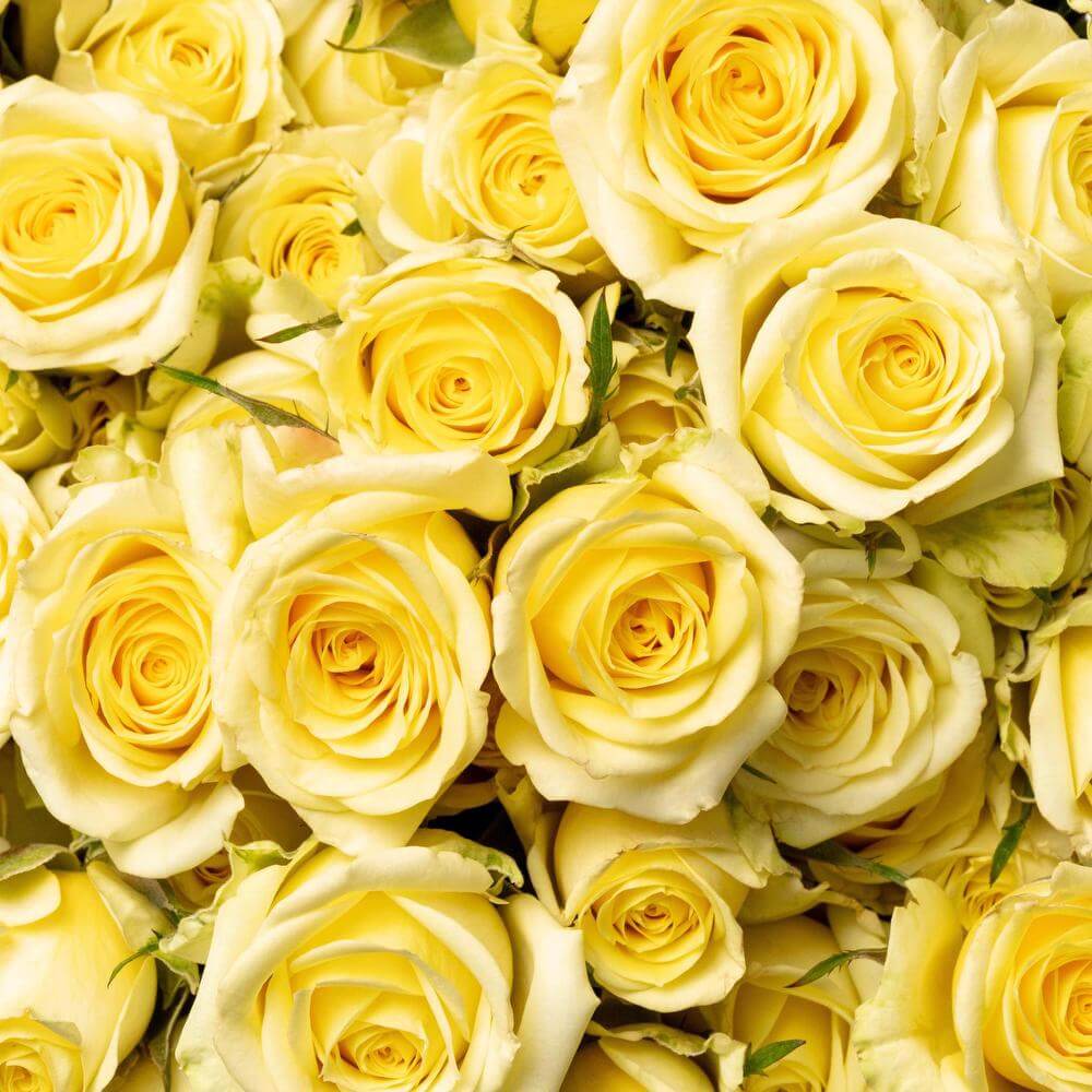 esmeralda-spray-rose-brilliant-stars-indus-1