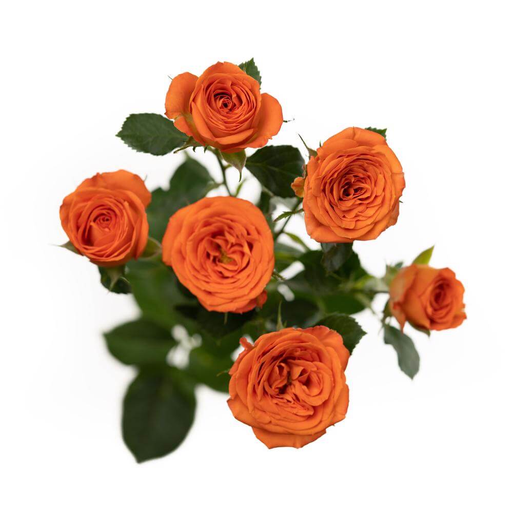 esmeralda-spray-rose-brilliant-stars-taurus-2