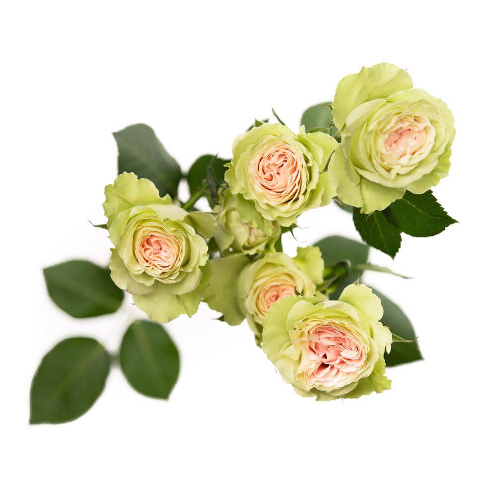 esmeralda-spray-rose-fibonacci-yantra-2
