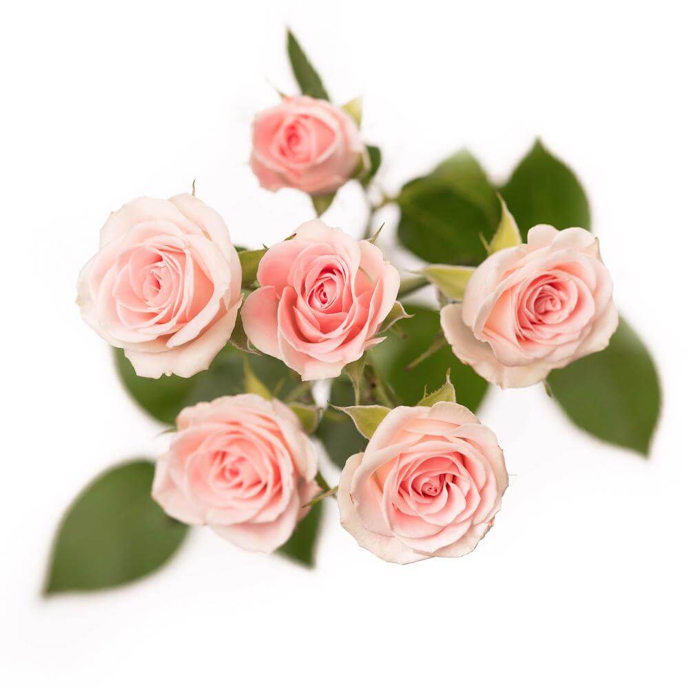 esmeralda-spray-rose-brilliant-stars-cygnus-2