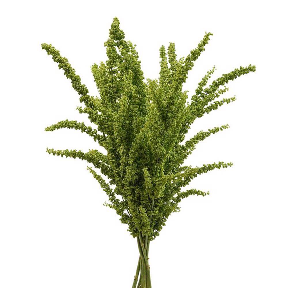 esmeralda-farms-rumex-unicorn-2