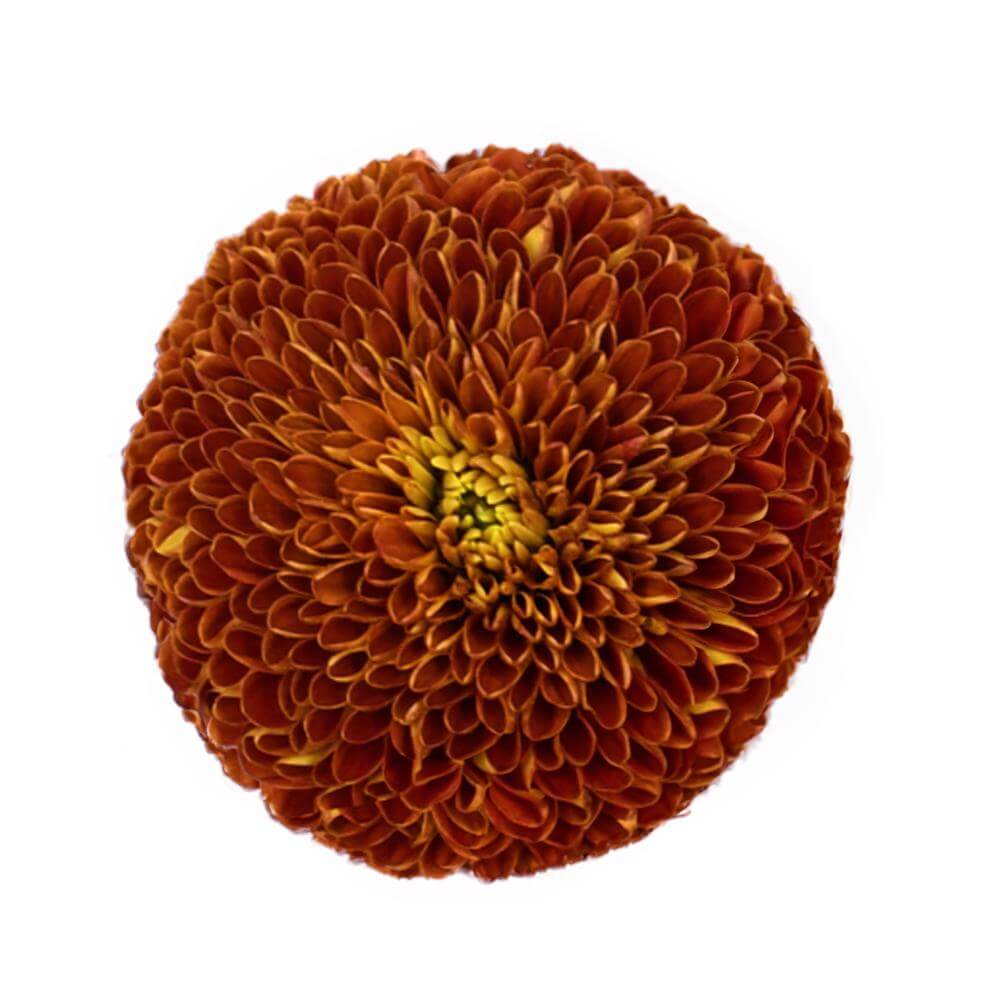 esmeralda-farms-disbud-ball-mum-cronos-2