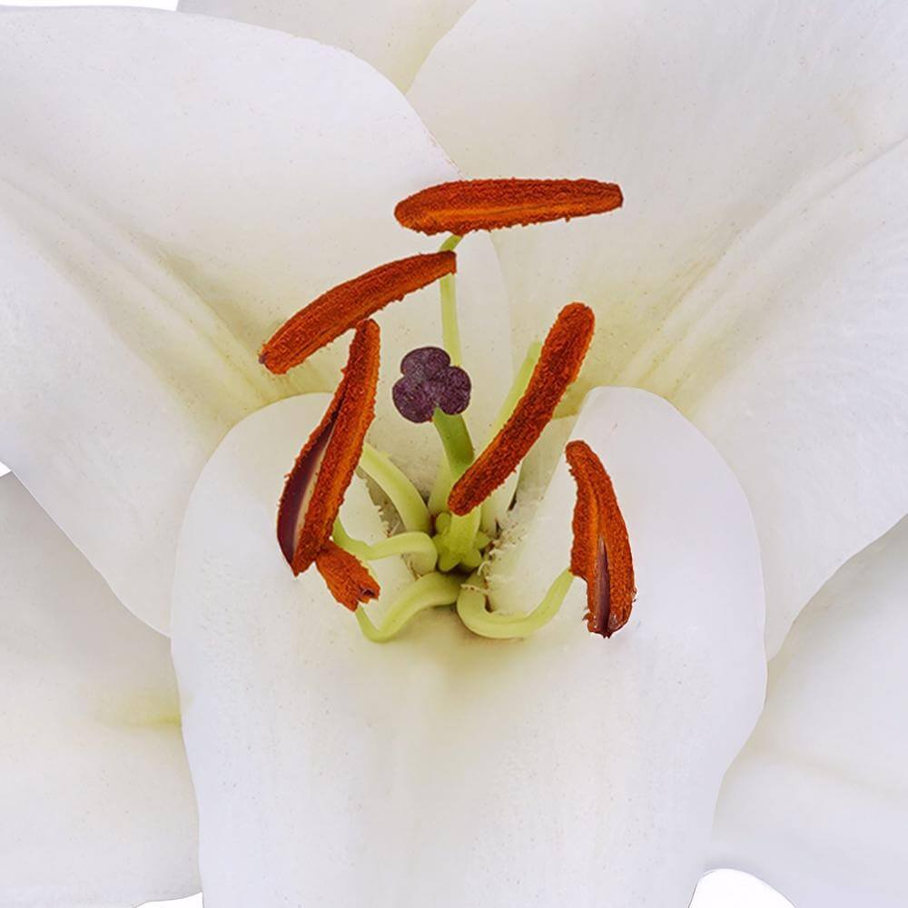 esmeralda-farms-oriental-lily-premium-blond-1