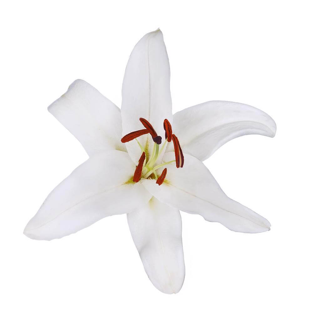 esmeralda-farms-oriental-lily-santander-2