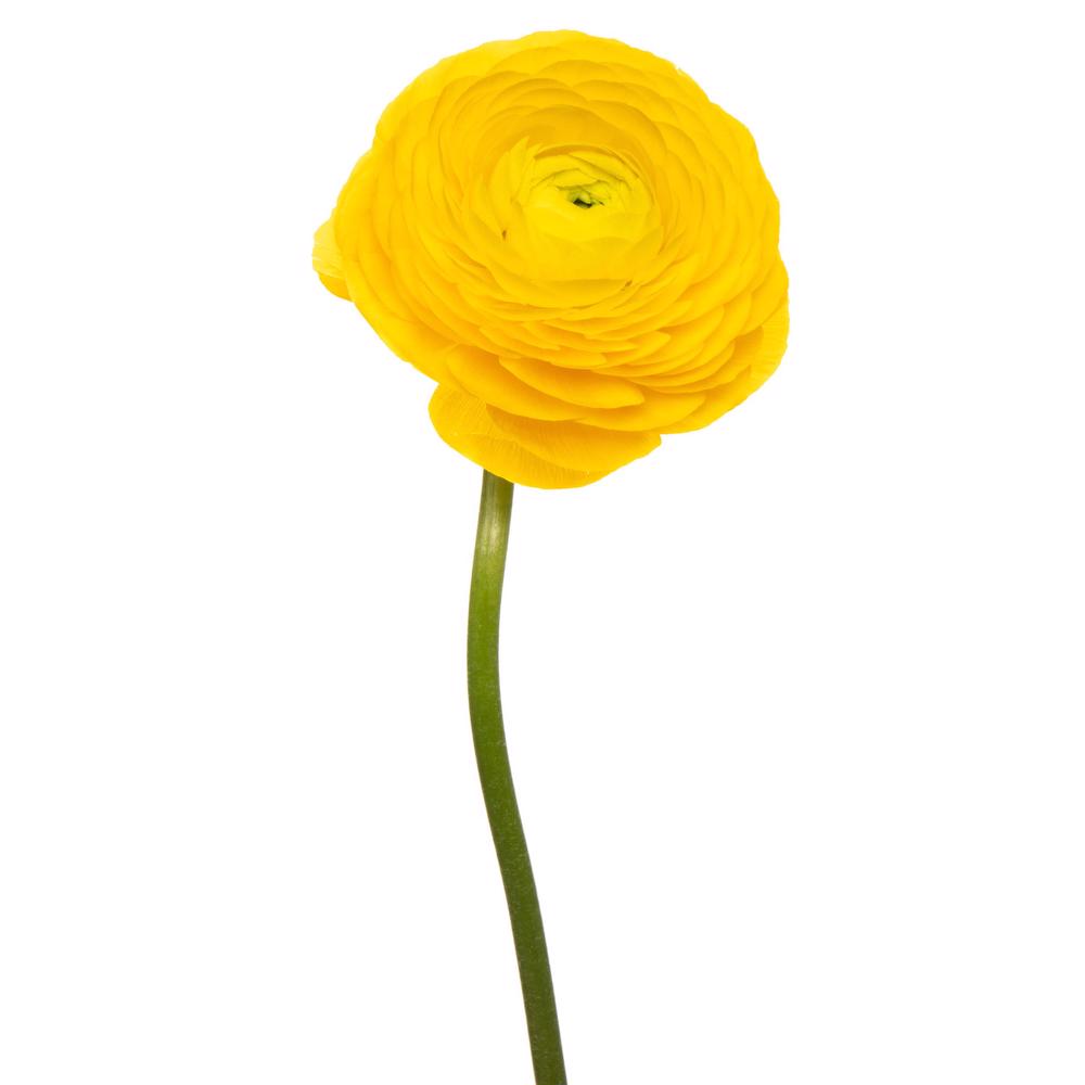 esmeralda-ranunculus-giallow-yellow
