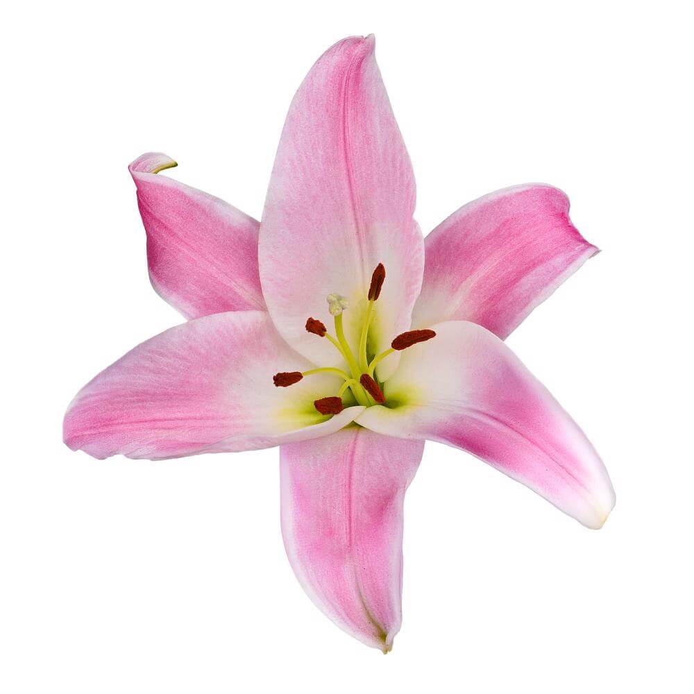 esmeralda-farms-oriental-lily-tabledance-2