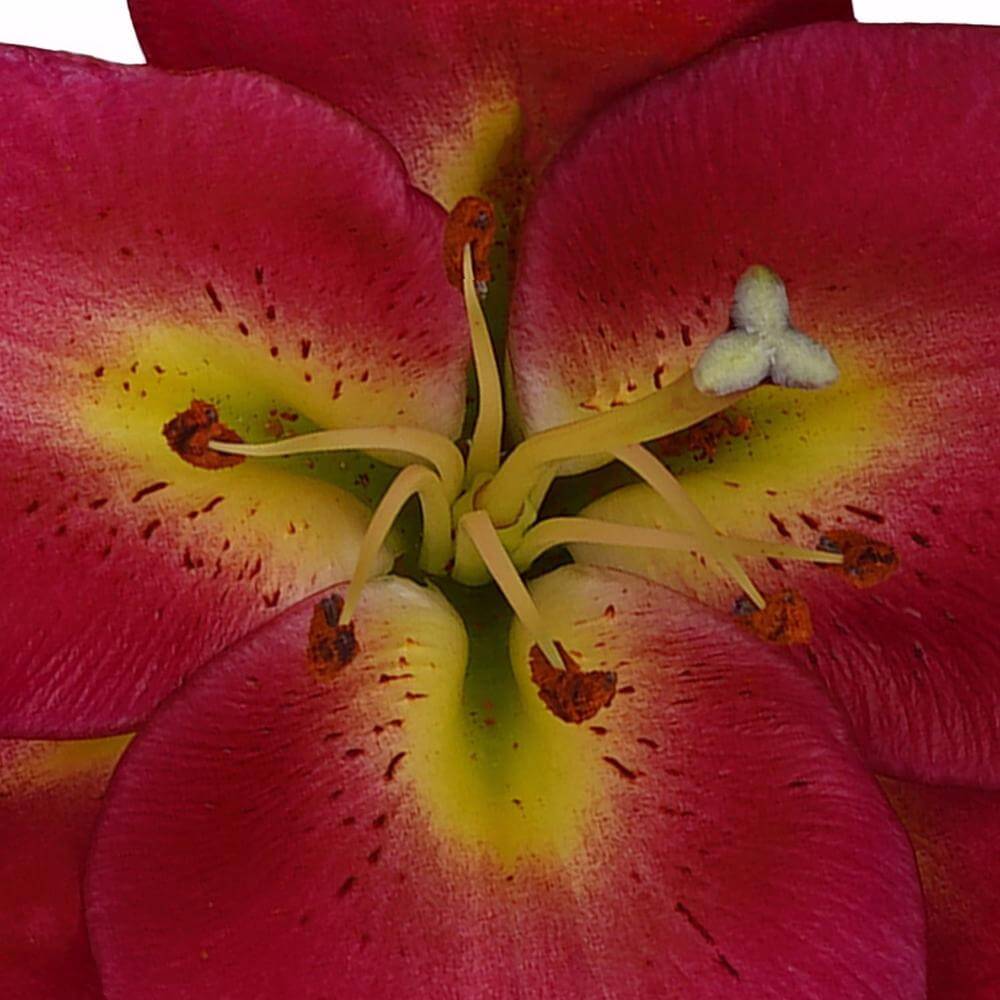 esmeralda-farms-oriental-lily-touchstone-1