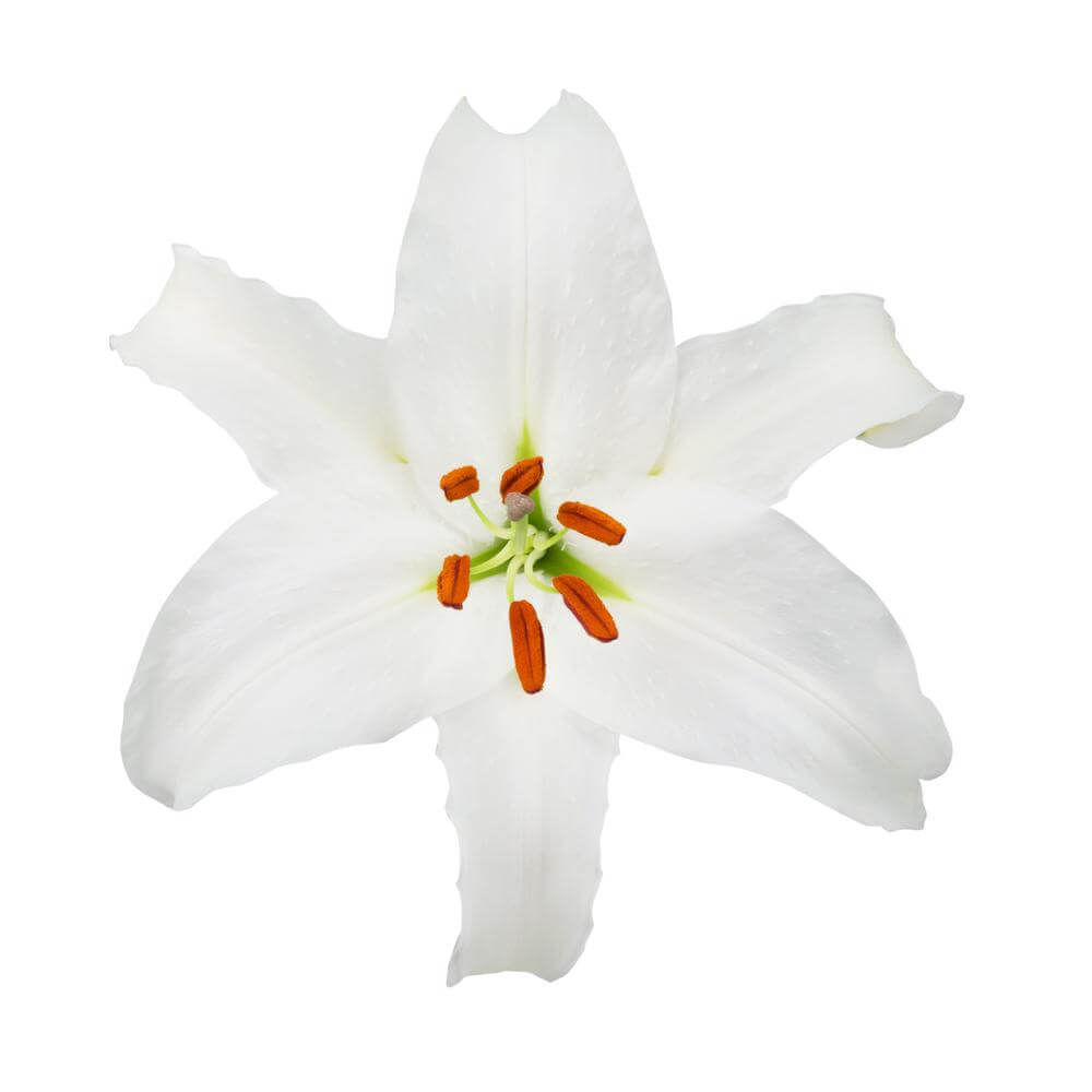 esmeralda-farms-oriental-lily-siberia-2