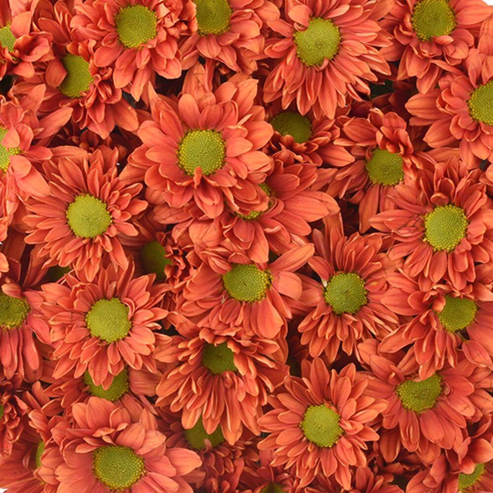 esmeralda-farms-pompon-daisy-harley-1