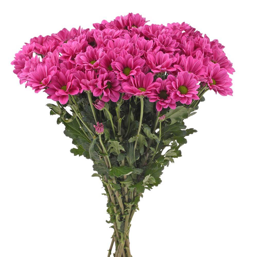 esmeralda-farms-pompon-daisy-plasma-2