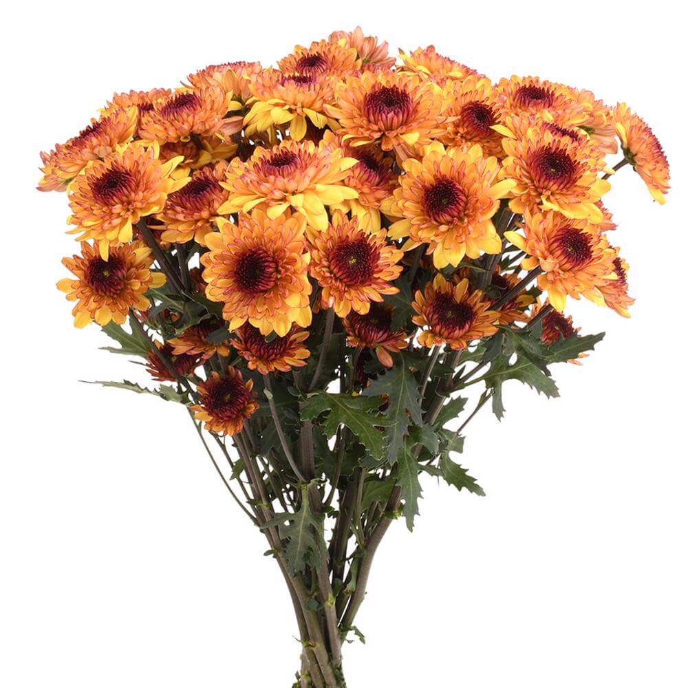 esmeralda-farms-pompon-leoness-2