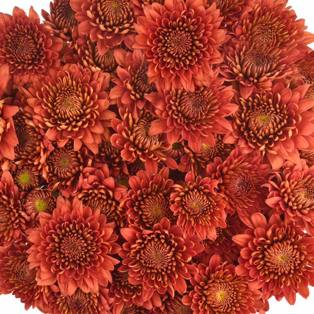 esmeralda-farms-cushion-calvex-rojo-1