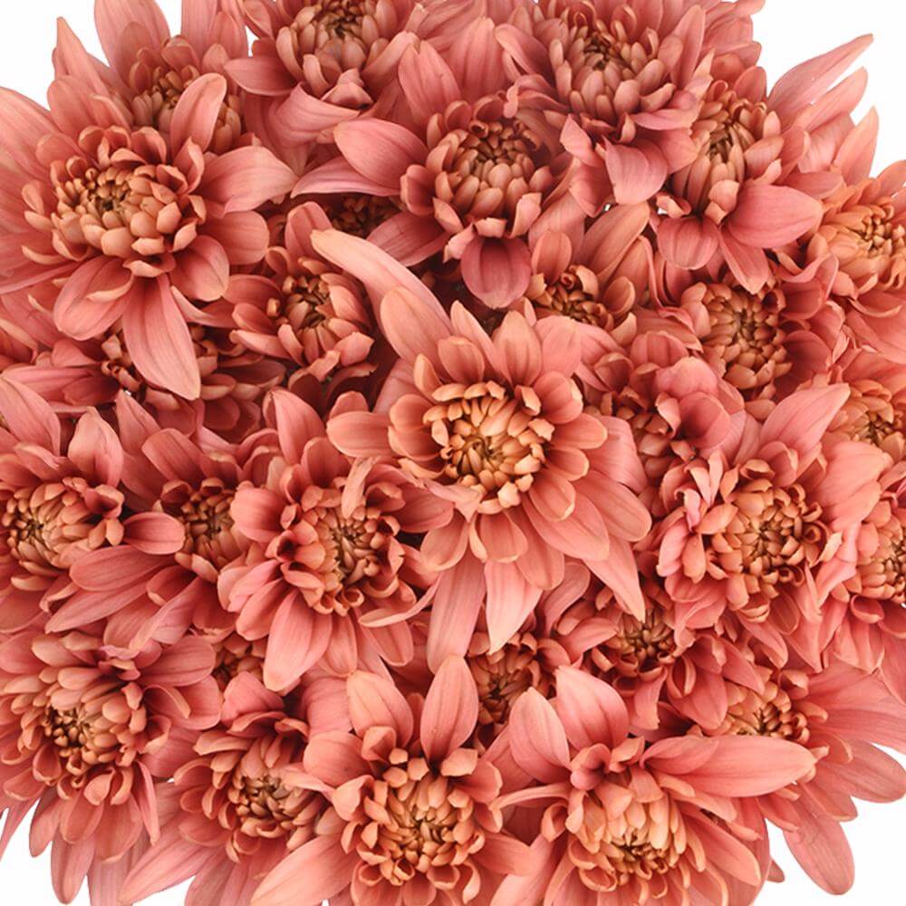 esmeralda-farms-cushion-veronica-salmon-1