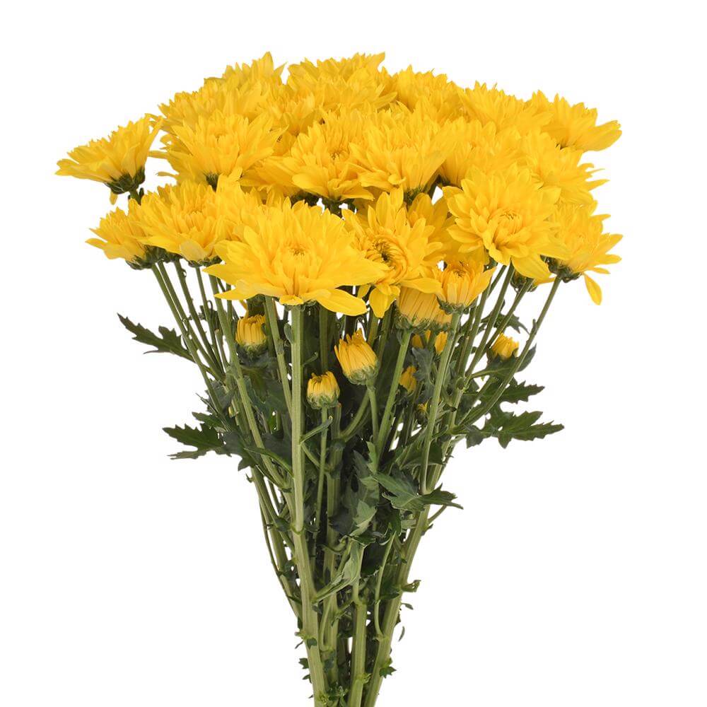 esmeralda-farms-pompon-cushion-solimar-2