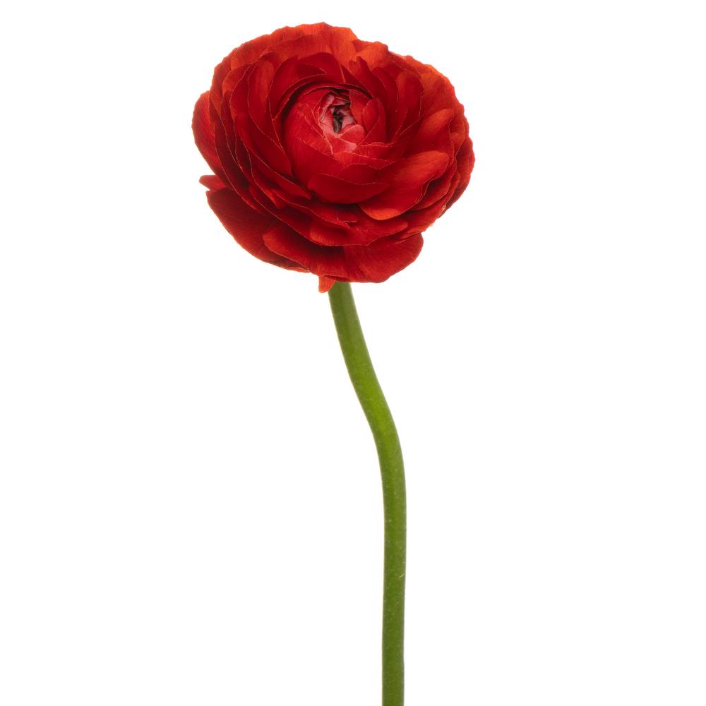 esmeralda-ranunculus-rosso-red