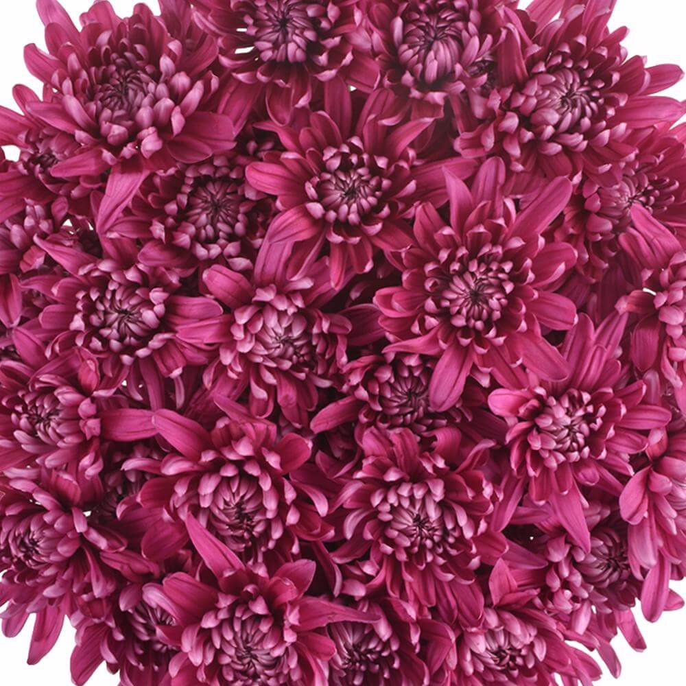 esmeralda-farms-pompon-cushion-andrea-1