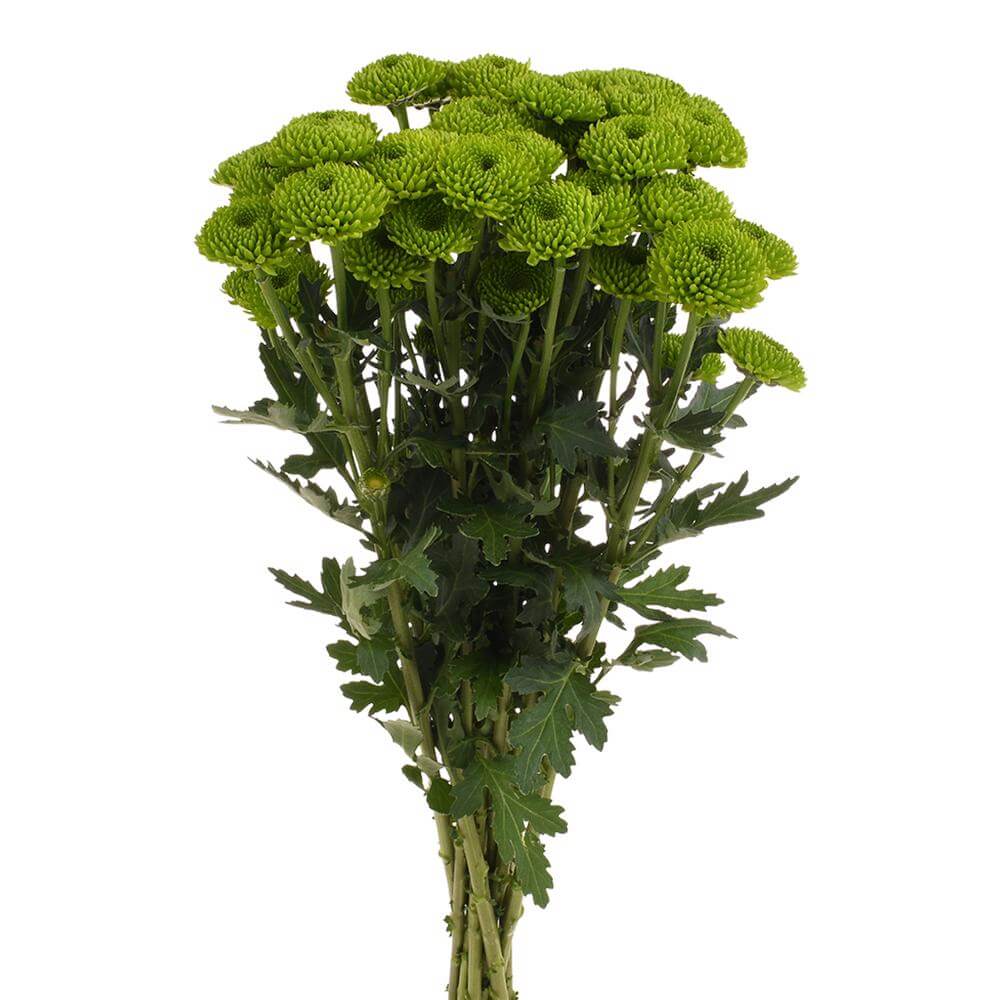 esmeralda-farms-pompon-button-peptalk-2