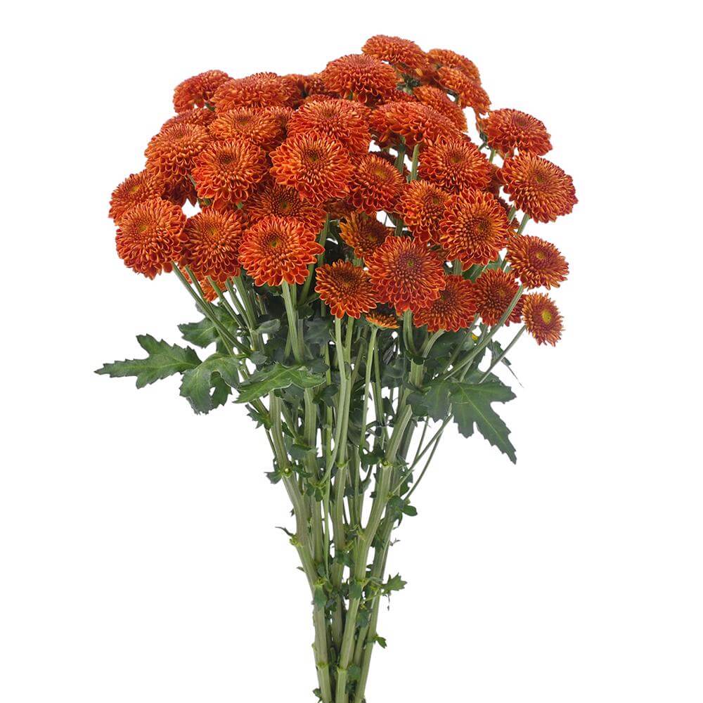 esmeralda-farms-pompon-button-tyrion-2