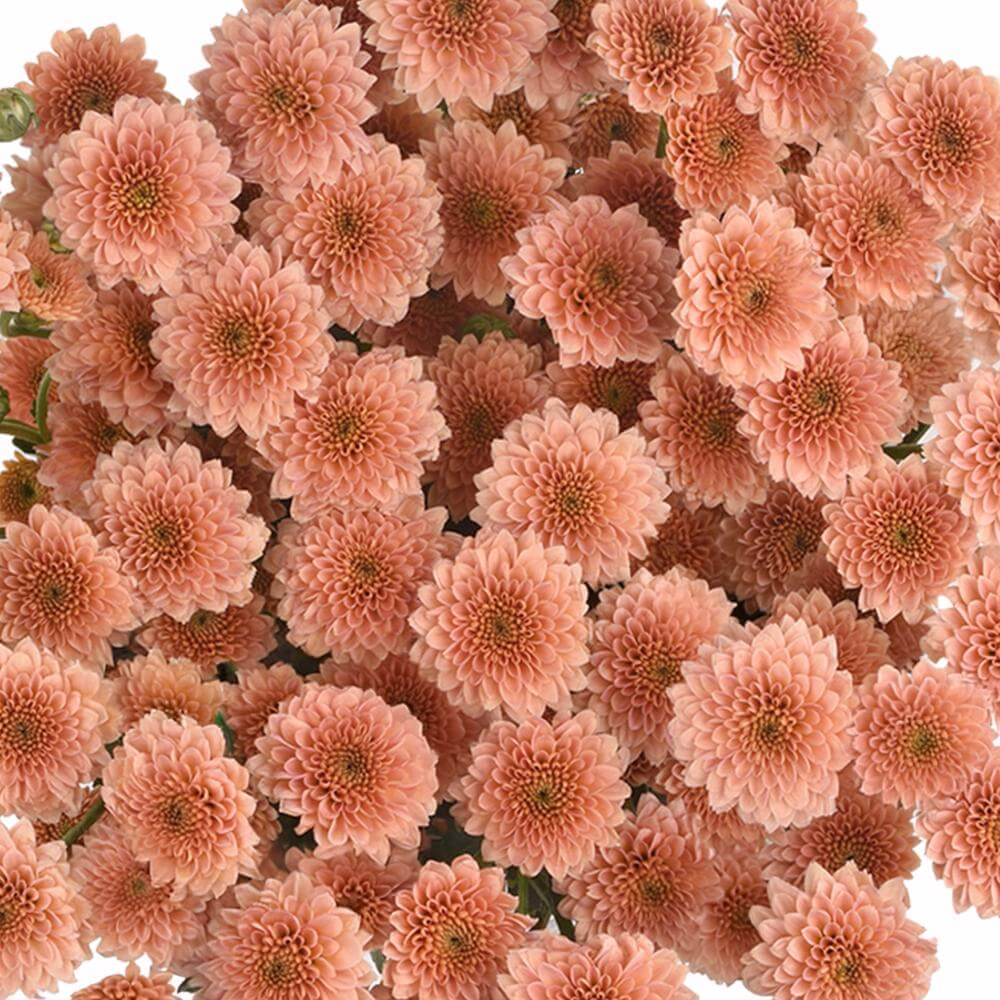 esmeralda-farms-pompon-button-miller-apricot-1