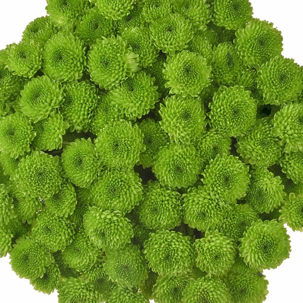 esmeralda-farms-pompon-button-country-1