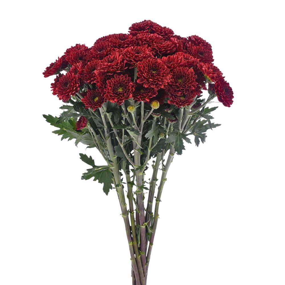 esmeralda-farms-pompon-button-hotrod-2