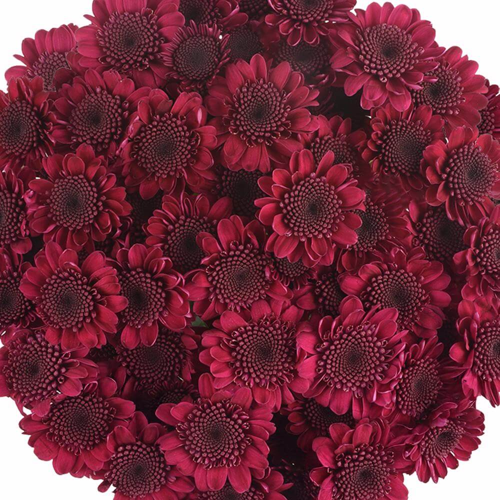 esmeralda-farms-pompon-novelty-aipom-1