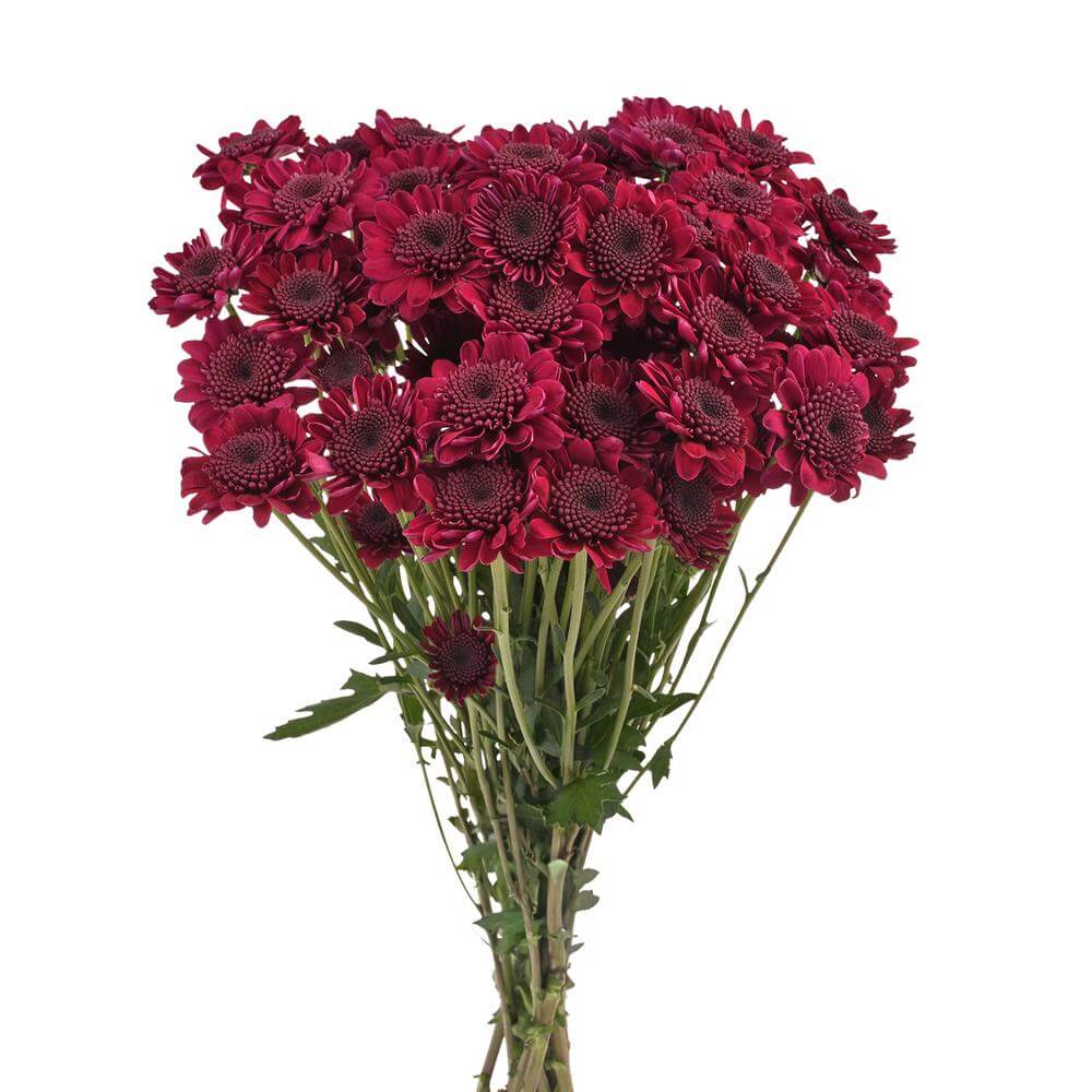 esmeralda-farms-pompon-novelty-aipom-2