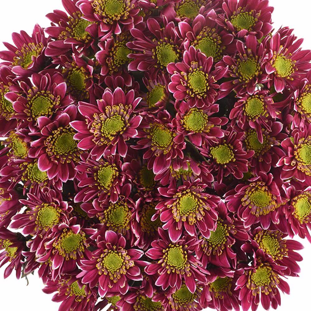 esmeralda-farms-pompon-novelty-kogui-1