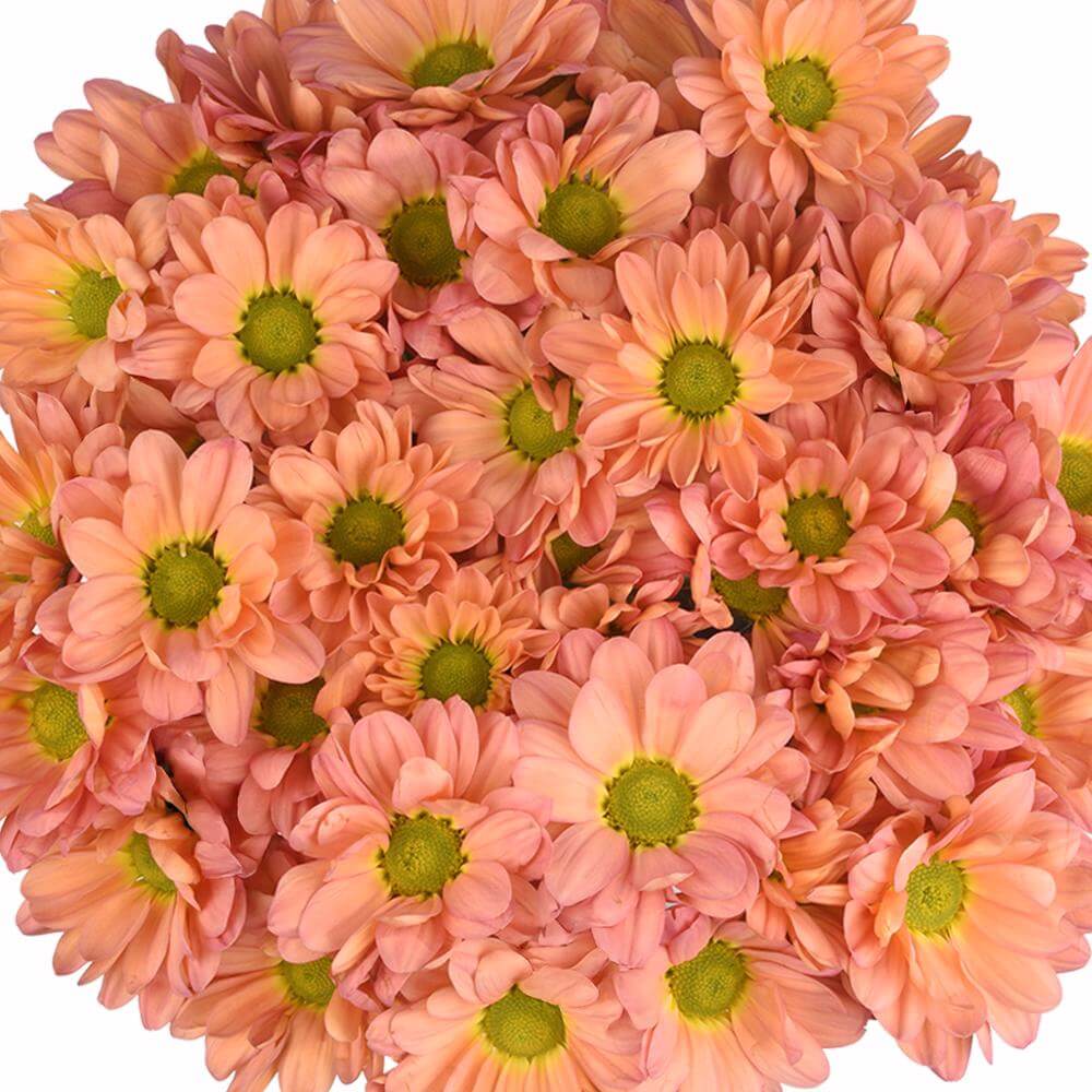 esmeralda-farms-pompon-daisy-tequila-sunrise-1
