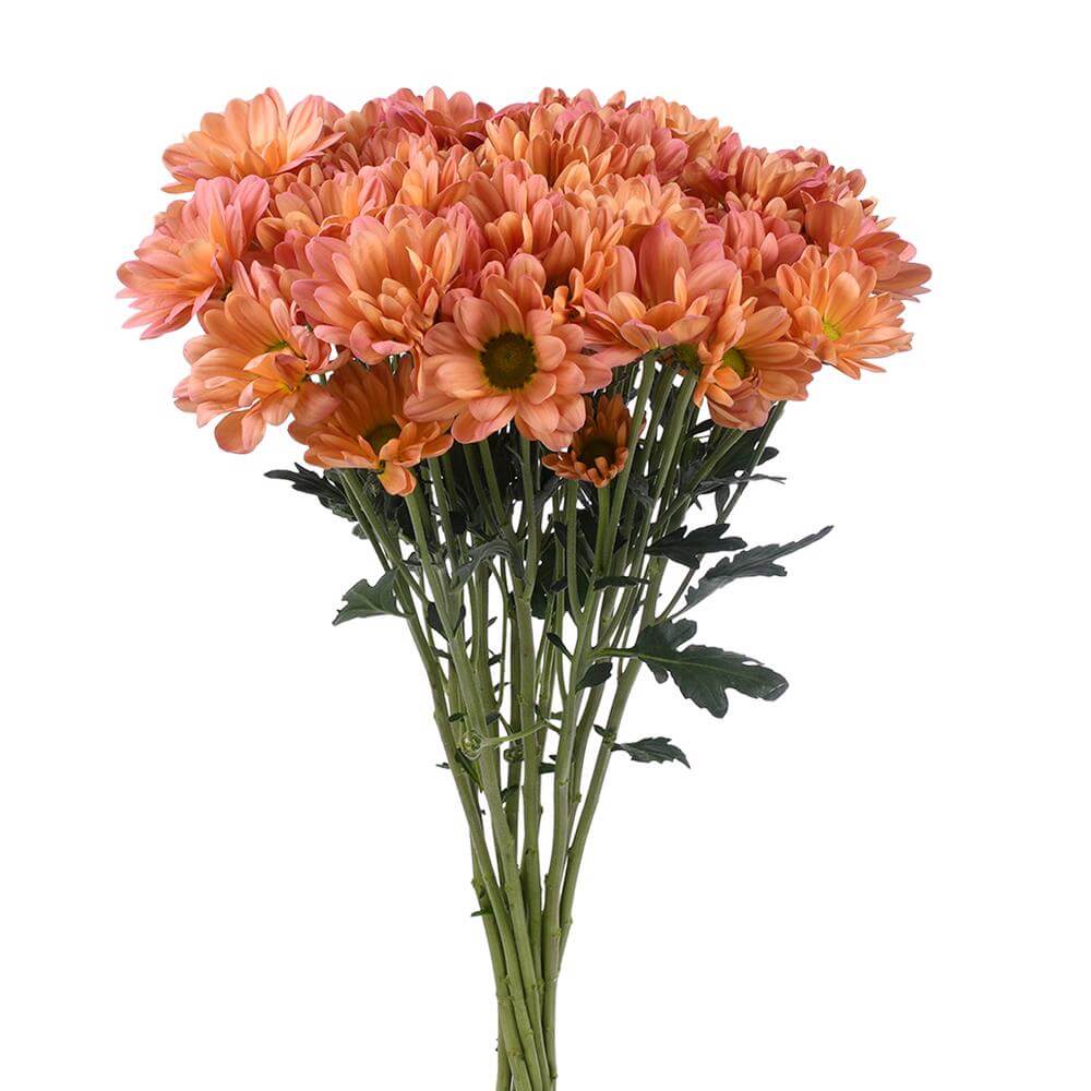 esmeralda-farms-pompon-daisy-tequila-sunrise-2