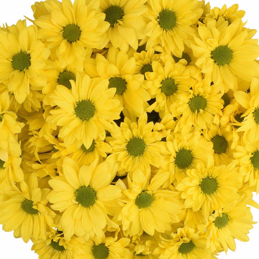 esmeralda-farms-pompon-daisy-firefly-1