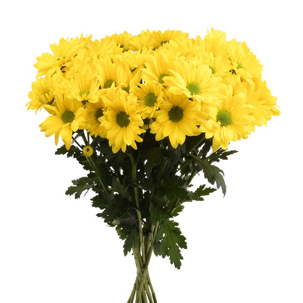 esmeralda-farms-pompon-daisy-firefly-2