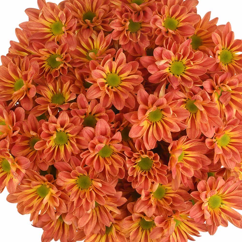 esmeralda-farms-pompon-daisy-maite-1