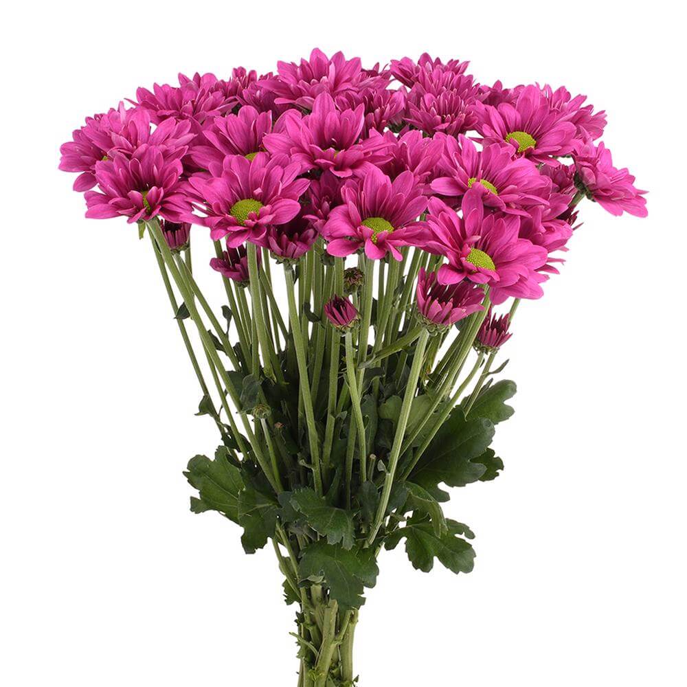 esmeralda-farms-pompon-daisy-memphis-2