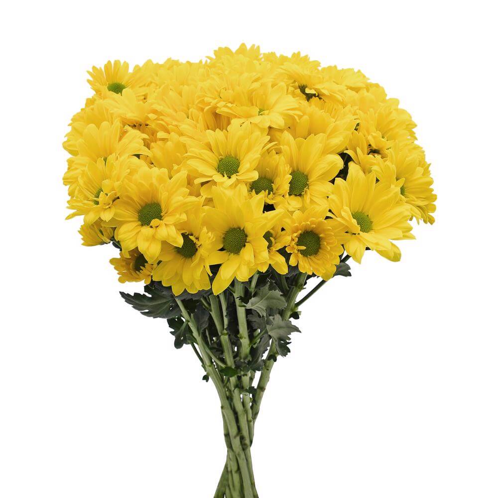 esmeralda-farms-pompon-daisy-firefly-2